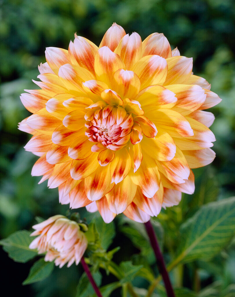 Dahlia Deorativ Peaches and Cream 1-pack
